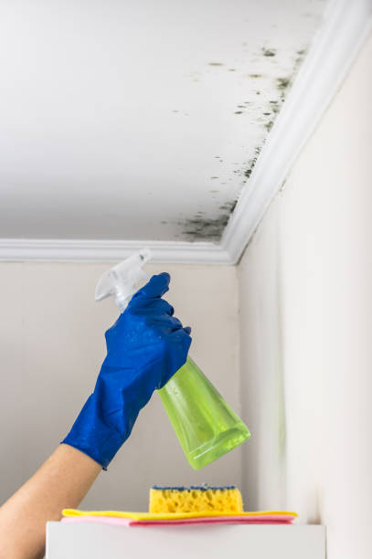 Best Residential Mold Remediation in Tobaccoville, NC